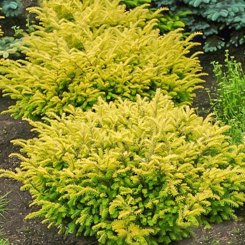 Тис ягодный Купер Голд изображение 1 артикул 9448