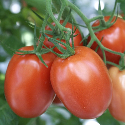 Томат Агрессор F1 изображение 1 артикул 69818