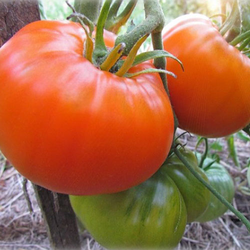 Томат Алтайский оранжевый Уральский дачник изображение 1 артикул 83086