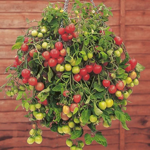 Томат Ампельный F1 Уральский дачник артикул фото 1 Томат Ампельный F1 Уральский дачник изображение 1 артикул 74240