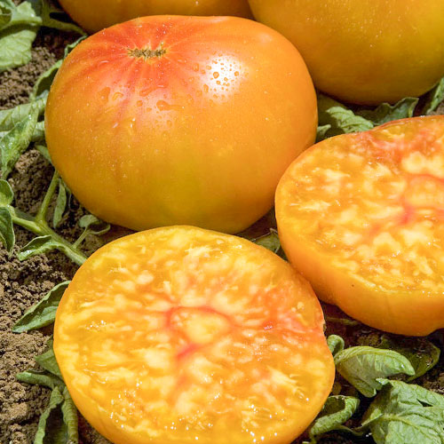 Томат Ананасный Уральский дачник изображение 1 артикул 84961