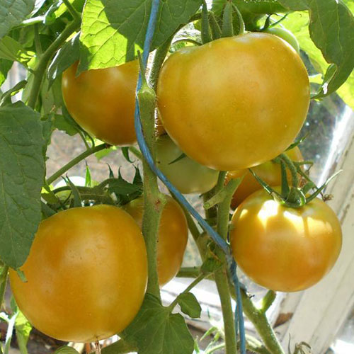 Томат Антоновка медовая Premium Seeds изображение 1 артикул 83827