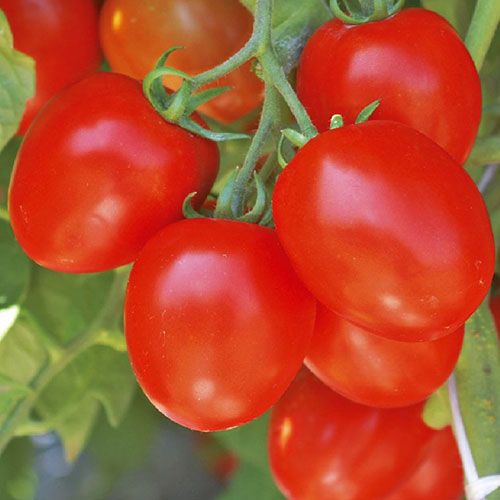 Томат Балконная сливка Уральский дачник артикул фото 1 Томат Балконная сливка Уральский дачник изображение 1 артикул 83087