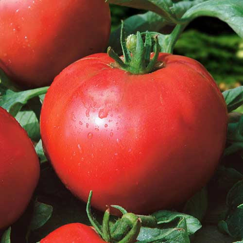 Томат Бегемот малиновый F1 Седек изображение 1 артикул 84919