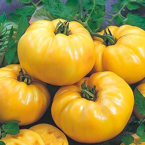 Томат Бизон желтый изображение 1 артикул 65089