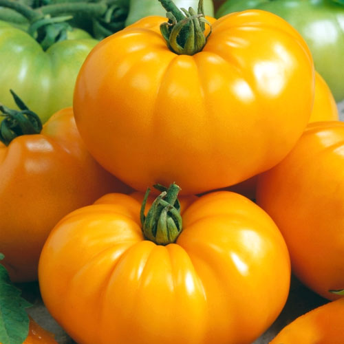 Томат Бизон оранжевый изображение 1 артикул 65090