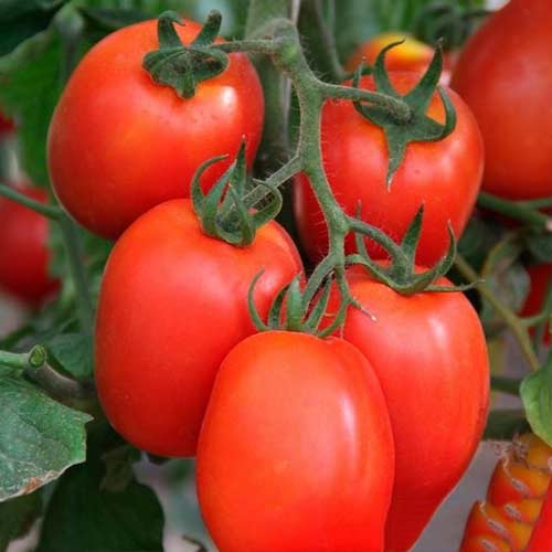Томат Богач F1 Седек изображение 1 артикул 84920