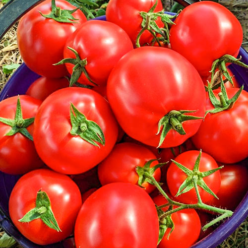 Томат Бордо F1 Premium Seeds изображение 1 артикул 83829