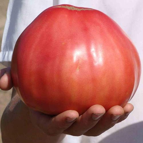 Томат Бычье сердце гигант изображение 1 артикул 71819