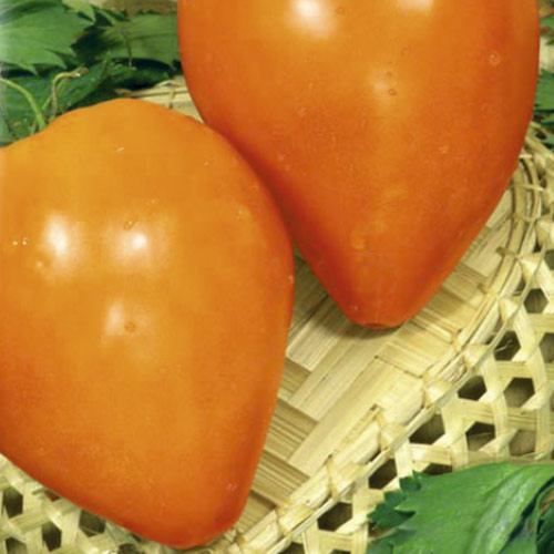 Томат Бычье сердце золотое, семена изображение 1 артикул 5950
