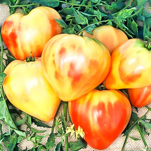 Томат Бычье сердце золотое изображение 1 артикул 71679