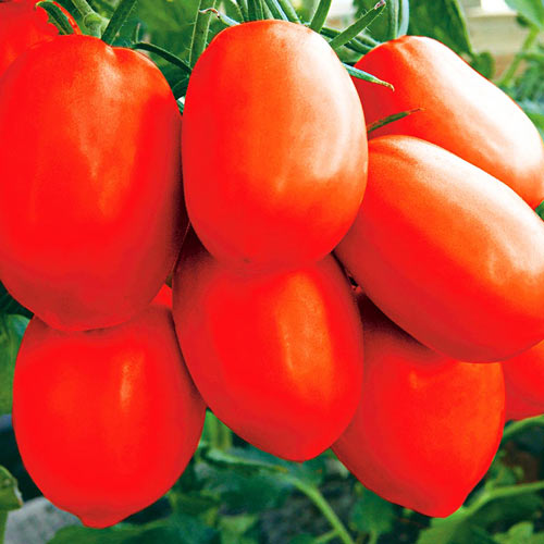 Томат Царевна F1 изображение 1 артикул 71727