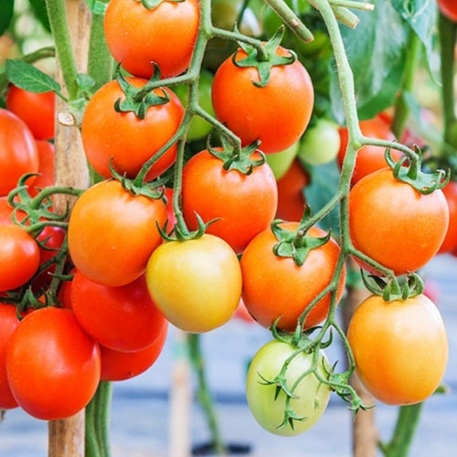 Томат Челябинский метеорит F1 Уральский дачник изображение 1 артикул 78422