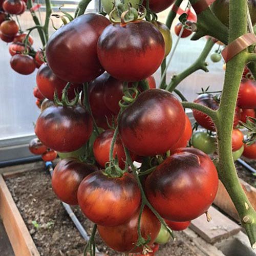 Томат Черная богиня изображение 1 артикул 71954