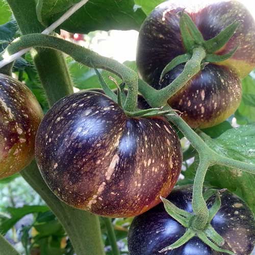 Томат Черная галактика изображение 1 артикул 84065