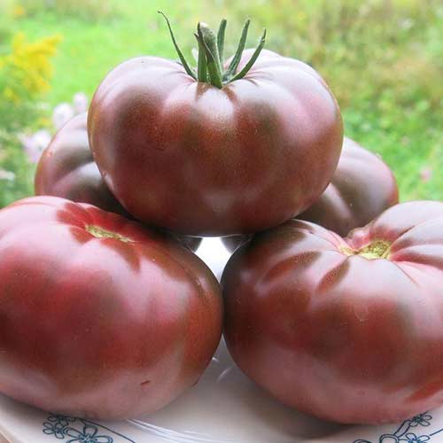 Томат Черный Крымский Седек изображение 1 артикул 84926