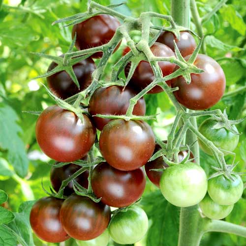 Томат Черный шоколад, семена изображение 1 артикул 65095