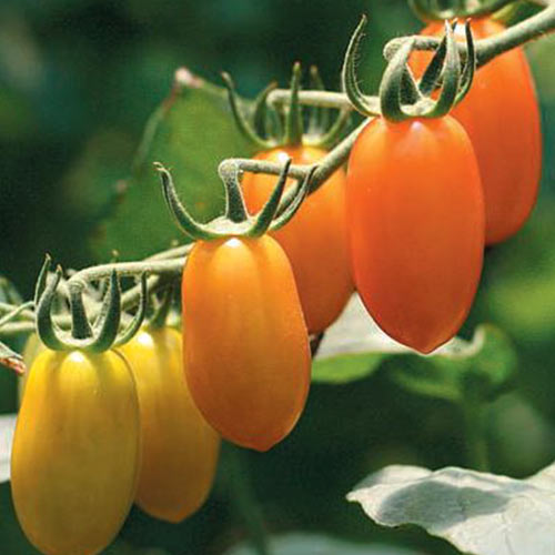 Томат Черри-Банано, семена изображение 1 артикул 65415