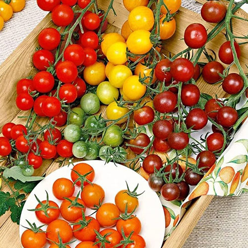 Томат черри Детские сладости F1, смесь сортов Premium Seeds артикул фото 1 Томат черри Детские сладости F1, смесь сортов Premium Seeds изображение 1 артикул 83860