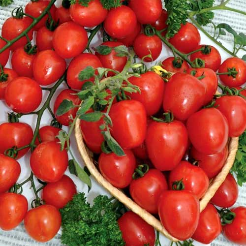 Томат Черри клубничный F1 Седек изображение 1 артикул 65182