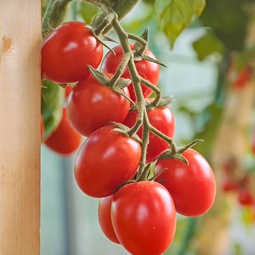 Томат Черри Малиновые яблочки F1 Premium Seeds артикул фото 1 Томат Черри Малиновые яблочки F1 Premium Seeds изображение 1 артикул 83862