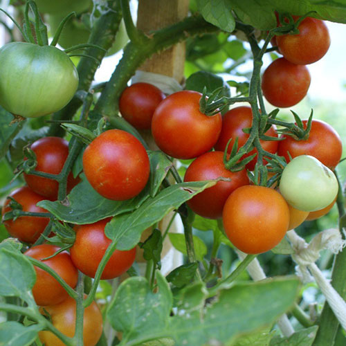 Томат черри на засол Уральский дачник изображение 1 артикул 84962