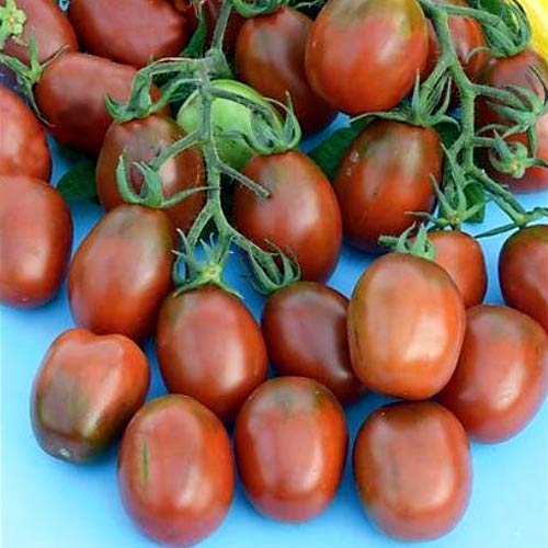 Томат-дерево Спрут сливка шоколадная F1, семена изображение 1 артикул 65189