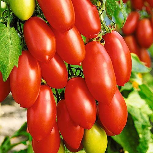 Томат Детские пальчики F1 Седек изображение 1 артикул 65156