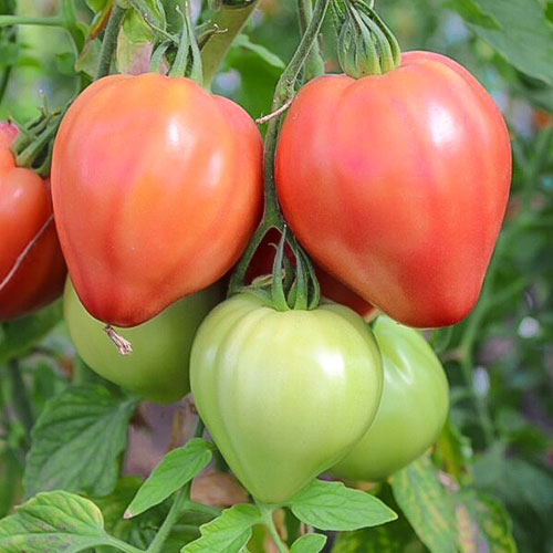 Томат Душа Сибири F1 Premium Seeds изображение 1 артикул 83831