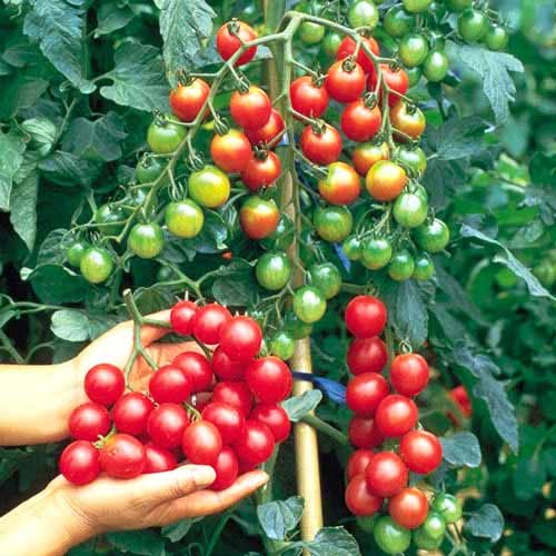 Томат ампельный Красное изобилие F1 изображение 1 артикул 65289