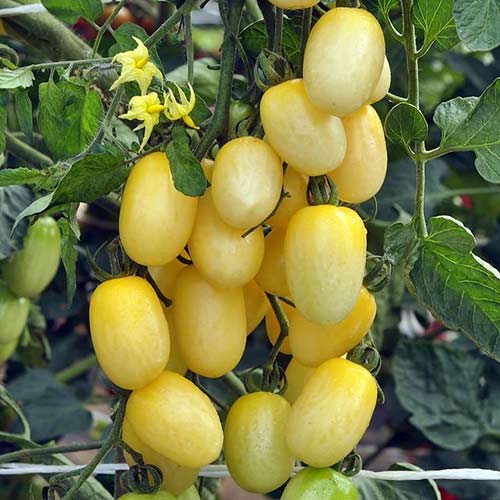 Томат Финик белый F1 Русский огород НК изображение 1 артикул 84114