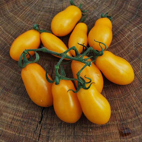 Томат Финик желтый F1 Русский огород НК изображение 1 артикул 69917