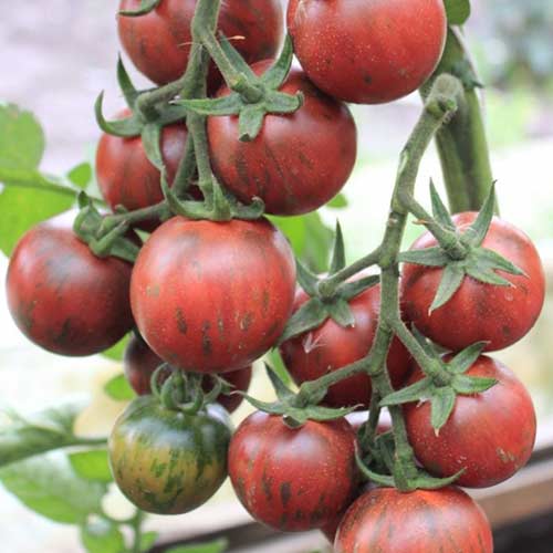 Томат Фиолетовый Джаспер Седек изображение 1 артикул 82513