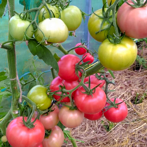 Томат Герман F1 Уральский дачник изображение 1 артикул 83128