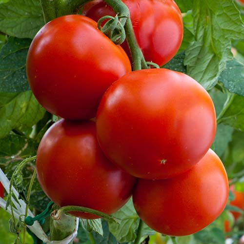 Томат Григорашик F1 артикул фото 1 Томат Григорашик F1 изображение 1 артикул 81243