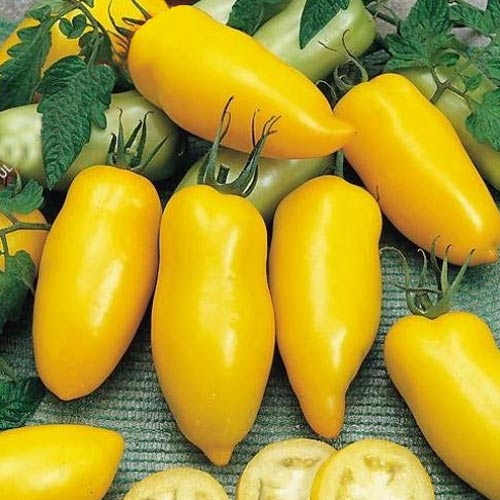 Томат Идальго сахарный F1 Седек изображение 1 артикул 65157