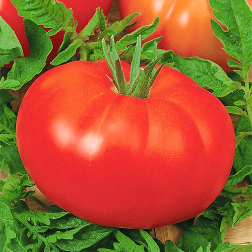 Томат Ивановна Уральский дачник изображение 1 артикул 83089