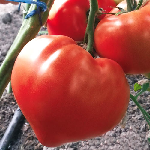 Томат Изабель F1 изображение 1 артикул 69822
