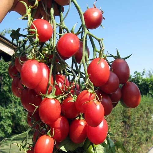 Томат Изюм F1 Седек изображение 1 артикул 84923