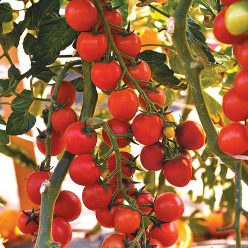 Томат Изюмчик F1 Русский огород НК изображение 1 артикул 82746