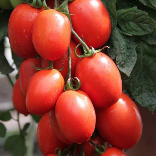 Томат Железная леди F1 Седек изображение 1 артикул 84921