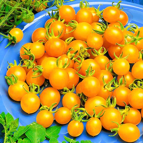 Томат Жемчужина желтая Седек артикул фото 1 Томат Жемчужина желтая Седек изображение 1 артикул 71688