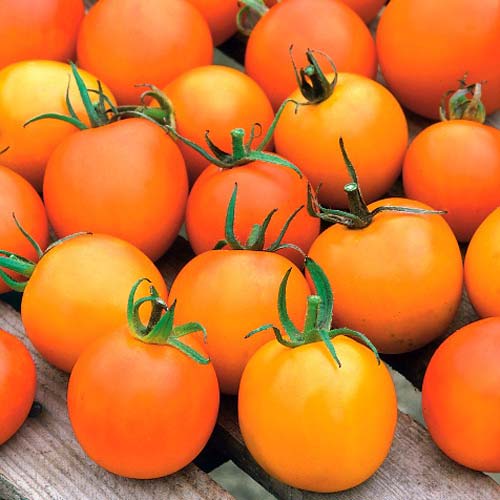 Томат Жемчужина оранжевая Седек изображение 1 артикул 71690