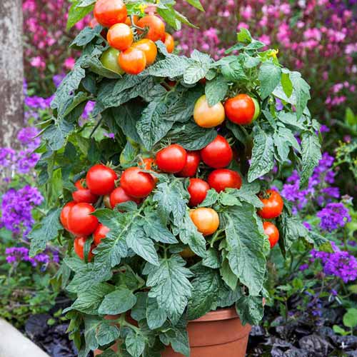 Томат Карлито Гранат F1 артикул фото 1 Томат Карлито Гранат F1 изображение 1 артикул 74035