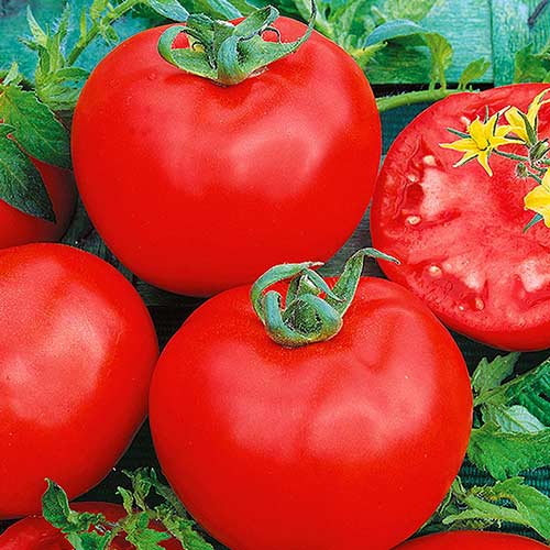 Томат Катя F1 артикул фото 1 Томат Катя F1 изображение 1 артикул 73464