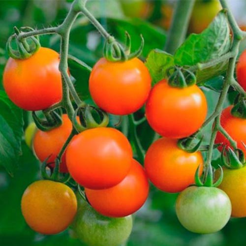 Томат Киш-миш оранжевый F1 Русский огород НК изображение 1 артикул 84996