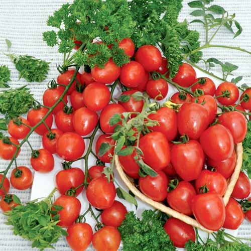 Томат Клубничка F1, семена изображение 1 артикул 65361