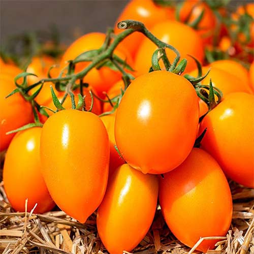 Томат Клубничка оранжевая F1 Русский огород НК изображение 1 артикул 84113