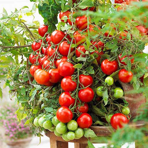 Томат Комнатный сибиряк изображение 1 артикул 78334