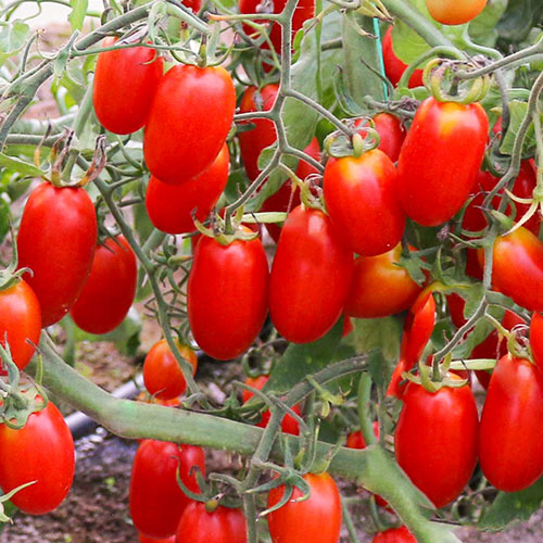 Томат Королевские сливки Premium Seeds изображение 1 артикул 83837